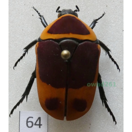 Pachnoda marginata peregrina Kolbe, 1906 ex. ovo Czad64